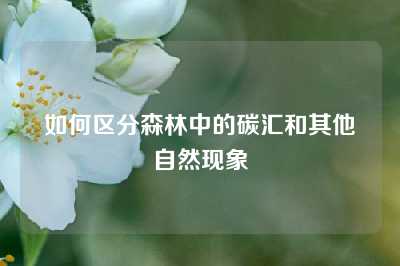 如何区分森林中的碳汇和其他自然现象